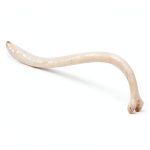 Raccoon Baculum Bone Texas Toothpick Heritage Toothpick Holder-0