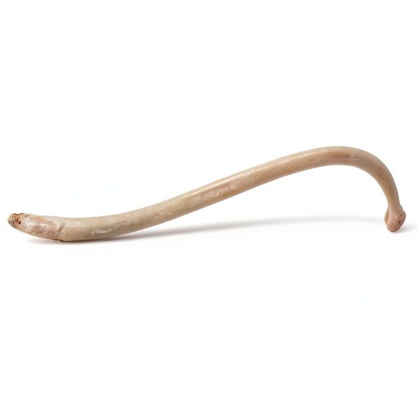 Raccoon Baculum Bone Texas Toothpick Heritage Toothpick Holder-5