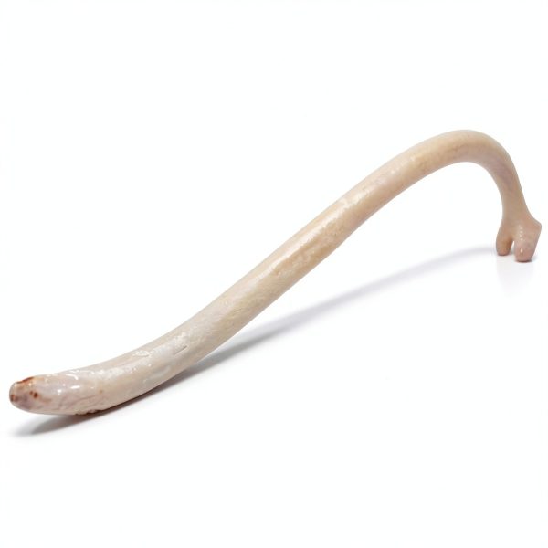 Raccoon Baculum Bone Texas Toothpick Heritage Toothpick Holder-4