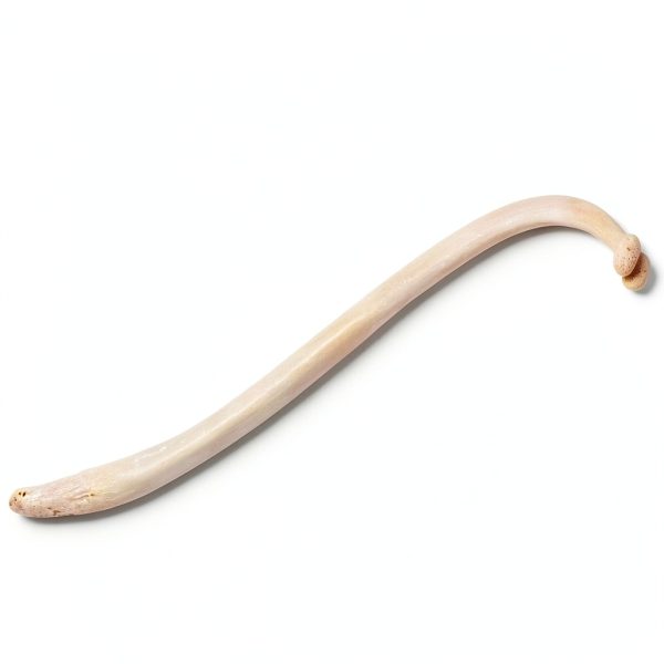 Raccoon Baculum Bone Texas Toothpick Heritage Toothpick Holder-3